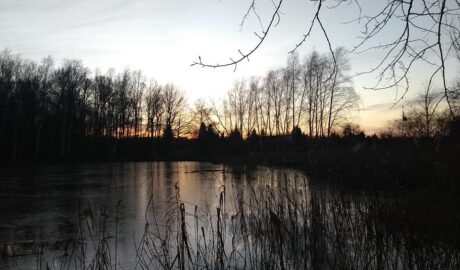 Lasek Marceliński w Poznaniu - staw