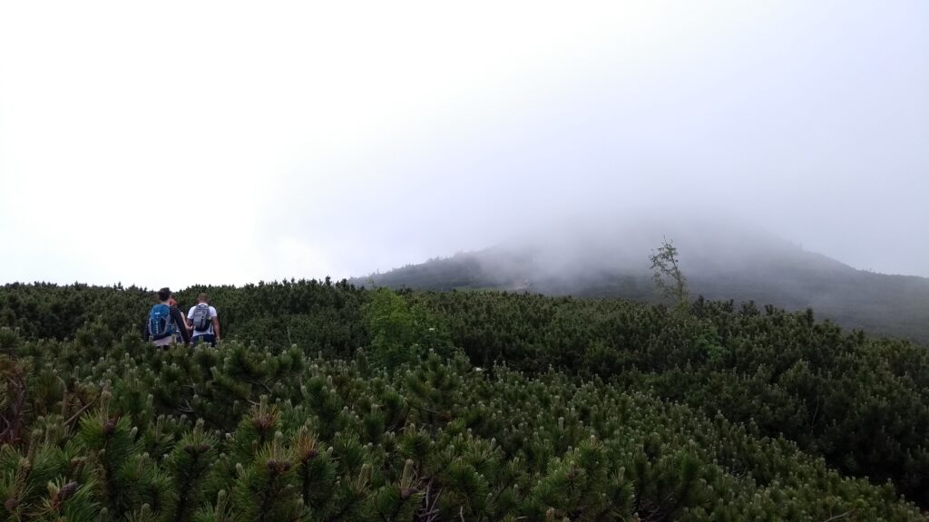 Szlak na Babią Górę kosodrzewina