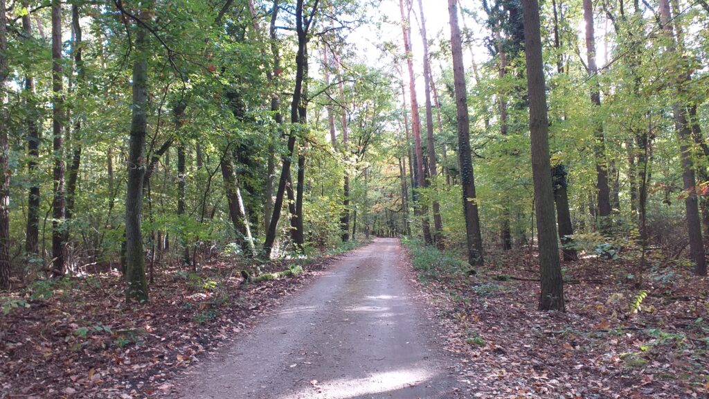 Wyjście z rezerwatu Meteoryt Morasko - ulica Meteorytowa