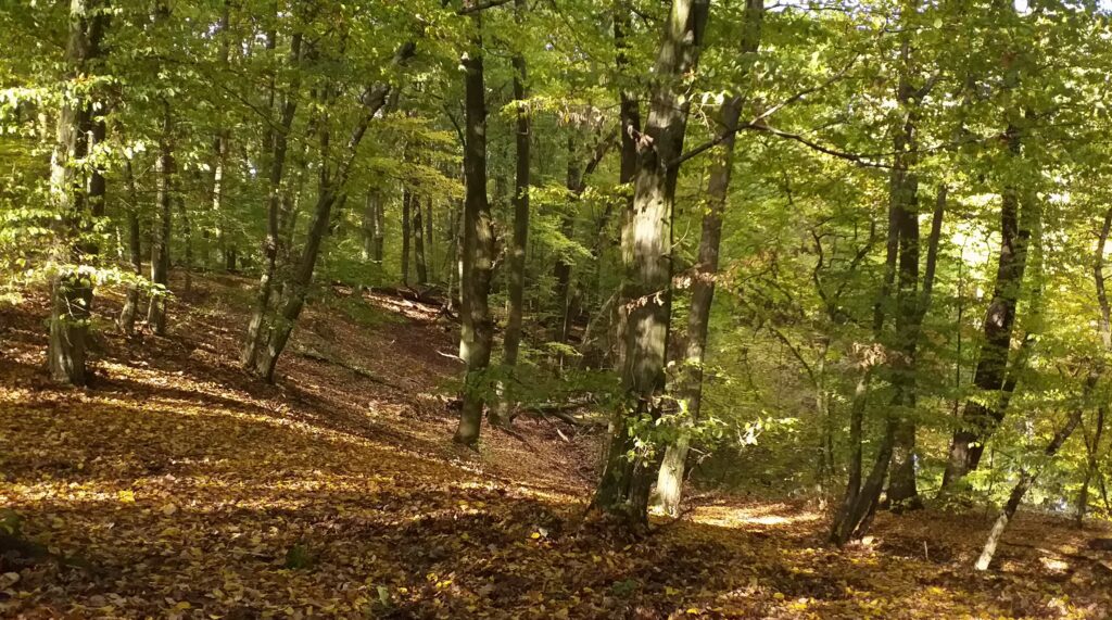 Krater w Rezerwacie Meteoryt Morasko