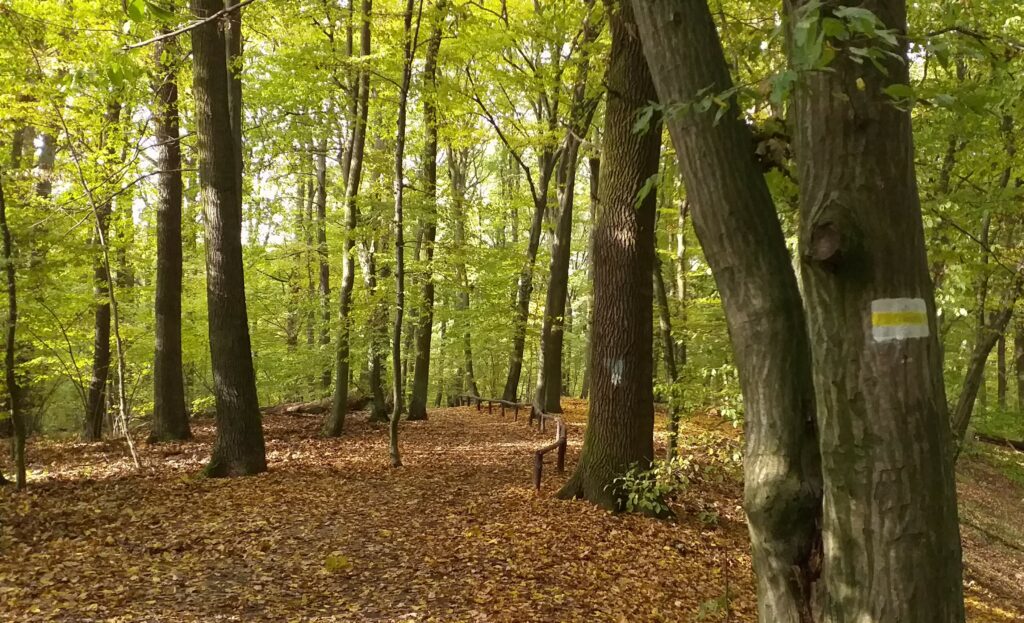 Szlak żółty do Rezerwatu Meteorytów
